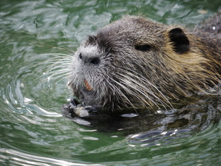 beaver swimming lake  © flucas