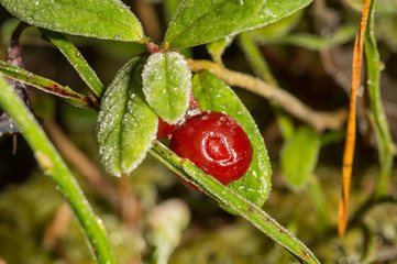 Lingon berry frozen by winter