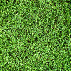Mowed grass field