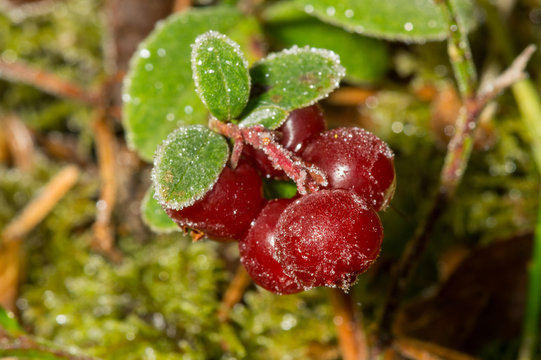 Lingon berry frozen by winter