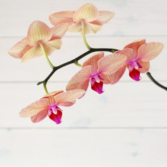 Fototapeta na wymiar Orchid on wood