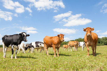 Mixed herd of black and white Holstein dairy cows and Limousin beef cattle in a pasture with three cows looking curiously at the camera