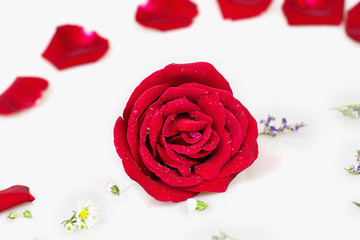 Red rose with white background