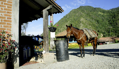 Pferd  © stephie0108