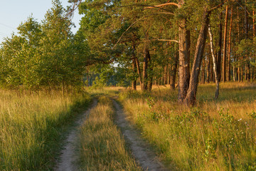 Summer landscape at the edge of a pine forest with dirt road in the evening sun