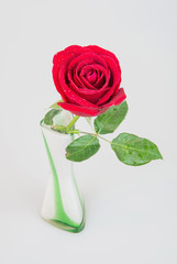 red rose in vase white black ground