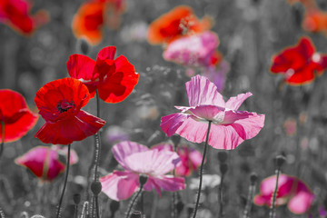 summer meadow with red poppies - 102542411