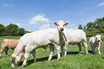 White Charolais beef cow or cattle with two calves grazing in a lush green spring pasture
