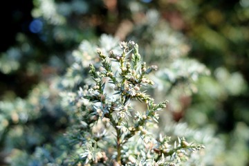 The branches of a juniper
