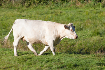 Single white Charolais beef cow walking through a lush green pasture in evening light in a side view - cattle breeds series