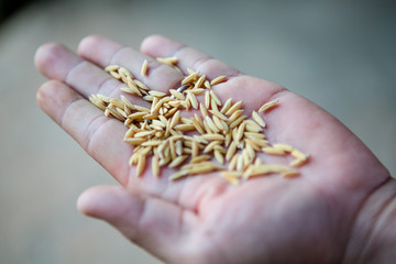 one hand holding rice grain, rice gain on open palm