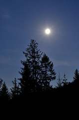 Fototapeta premium Full moon over the pine forest.