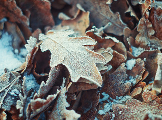 oak leaves with hoarfrost lying on the snow