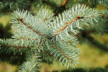 green prickly branches of a fir-tree