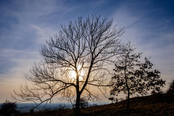 Fototapeta na wymiar leafless trees and sky in backlight