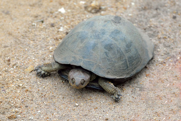 Terrapin