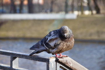 Pigeons sit on the fence