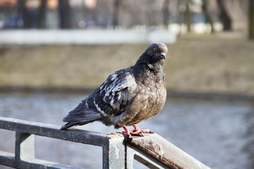 Pigeons sit on the fence