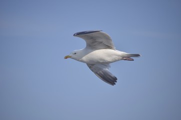 Seagull