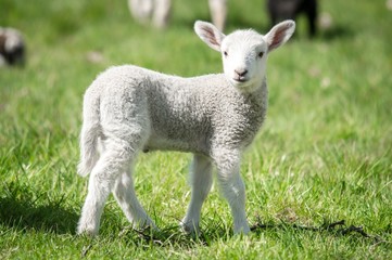 Fototapeta premium Osterzeit - junges,weißes Lamm auf einer grünen Wiese