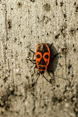 жук клоп солдатик, Soldier beetle bug