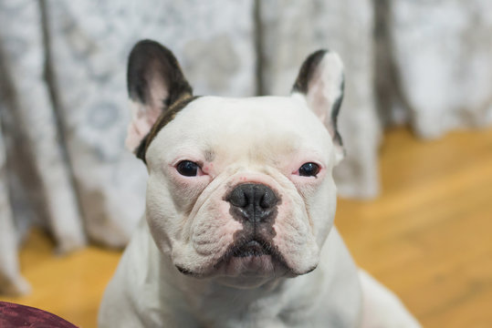 White french bulldog, Big head