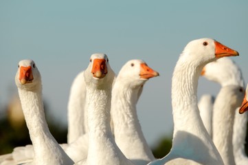 Gänse aufeiner Wiese machen einen langen Hals