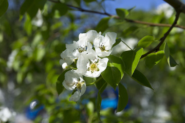pear-tree blossom