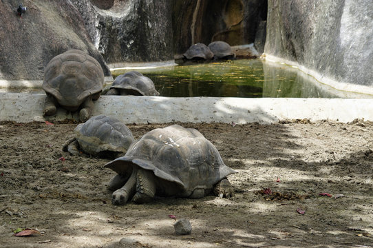 The giant tortoise in Seychelles, La Digue