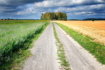 Summer landscape with country road. On both sides fields of stubble and cultivation of alfalfa. Masuria, Poland.