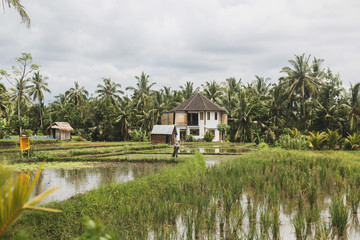 Fototapeta na wymiar Rice tarrace in mountains. Bali. Indonesia