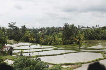 Fototapeta na wymiar Rice tarrace in mountains. Bali. Indonesia