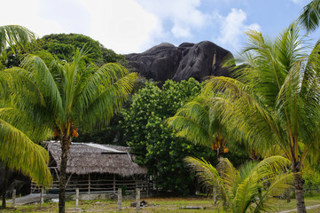 Beautiful palmtrees with granite mountains in Union Estate, La Digue, Seychelles islands