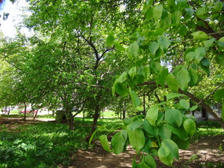 Fototapeta na wymiar Зеленая деревья в городском дворе ранней весной