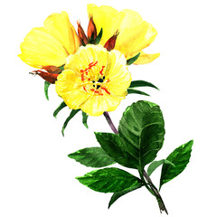 Yellow evening primroses isolated on white - obrazy, fototapety, plakaty