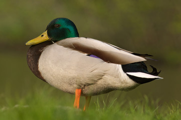 Stockente