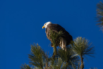 American Bald Eagle
