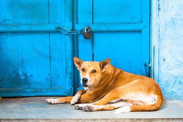 Indian street dog on a background of blue door . Udaipur, Rajasthan, India