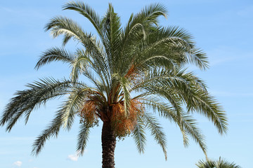 Fototapeta na wymiar Palm with large green leaves
