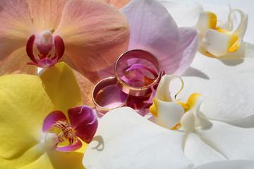 Two pretty rings on orchids