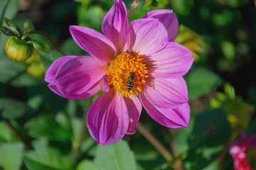 Insects on the flower garden purple Dahlia