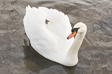 Obraz premium Beautiful white swan swimming in the lake