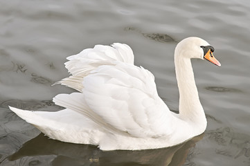 Beautiful white swan swimming in the lake