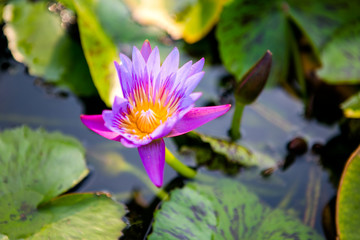 One blooming purple lily in a pond