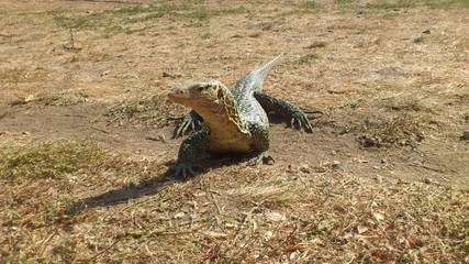 Monitor Lizard 