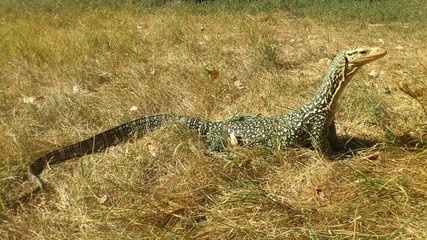 Monitor Lizard 