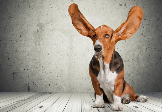 Dog.