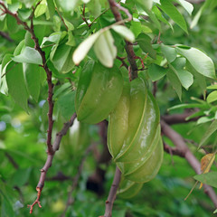 carambola or star fruit on tree