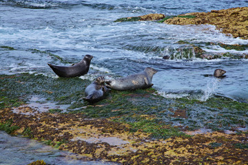 Obraz premium Atlantic Grey Seal on the San Diego The Children's Pool on Coast Boulevard in La Jolla