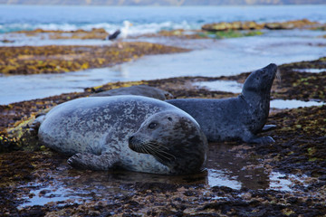 Fototapeta premium Atlantic Grey Seal on the San Diego The Children's Pool on Coast Boulevard in La Jolla